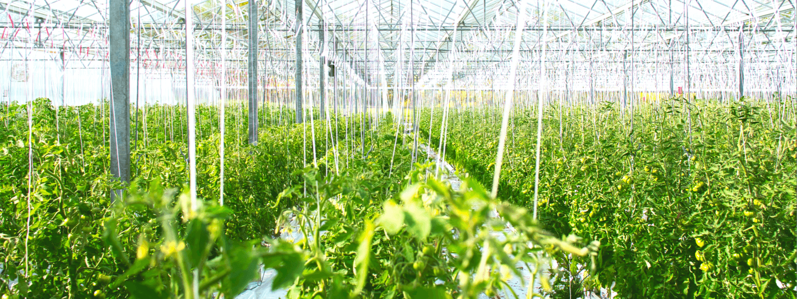 向陽(yáng)而生、逐浪前行，追求卓越、只爭(zhēng)朝夕